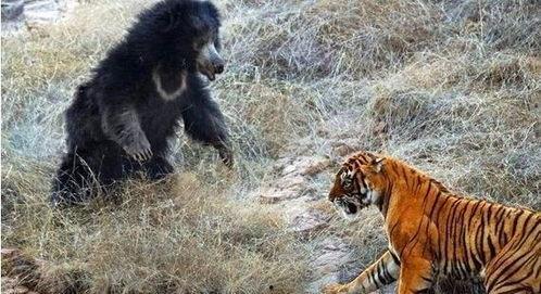 俄罗斯——在老虎，熊和火山之间